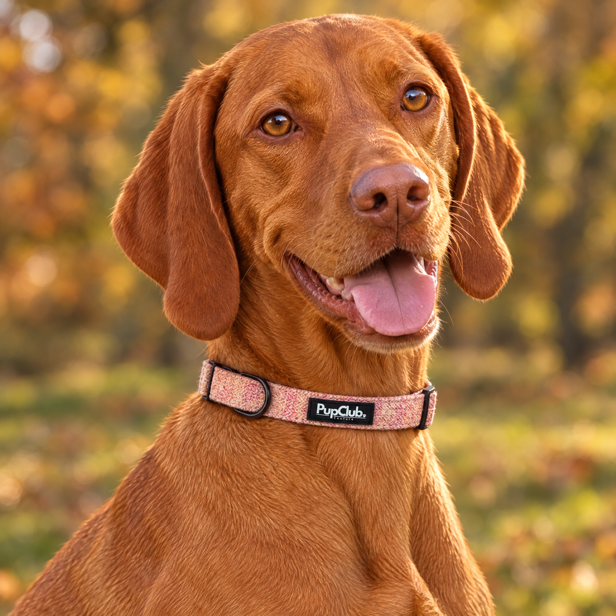 Close-up of The Tweed Pink Dog Collar by PupClub Couture on a Hungarian Vizsla, showing the buckle and D-ring