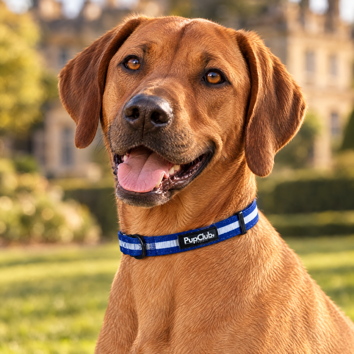 A Rhodesian Ridgeback sitting in a Regency study wearing The Royal Blue Dog Collar by PupClub Couture