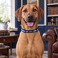 Close-up of The Royal Blue Dog Collar by PupClub Couture on a Rhodesian Ridgeback, showing the buckle and D-ring