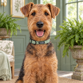 Close-up of The Tweed Sage Dog Collar by PupClub Couture on an Airedale Terrier, showing the buckle and D-ring