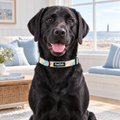 Close-up of The Pastel Waves Dog Collar by PupClub Couture on a black Labrador, showing the buckle and D-ring