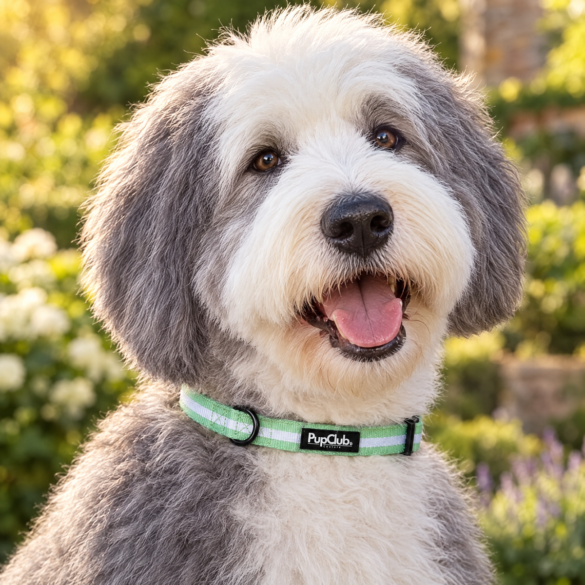 An Old English Sheepdog sitting in a Georgian morning room wearing The Pastel Mint Dog Collar by PupClub Couture