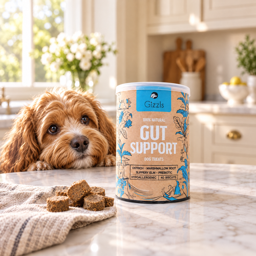 Cavapoo eyeing a tub of Gut Support Dog Treats by Gizzls on a marble kitchen worktop