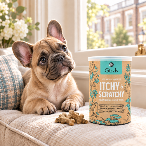 French Bulldog puppy gazing longingly at a tub of Itchy and Scratchy Dog Treats by Gizzls