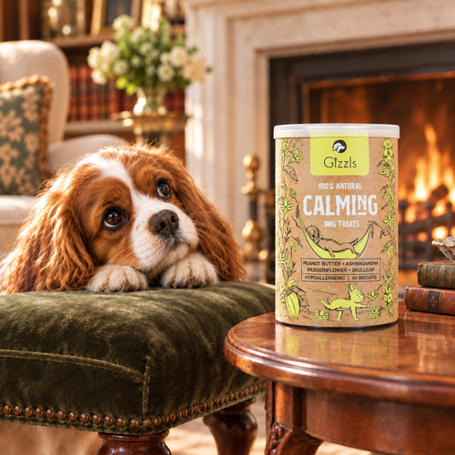 Cavalier King Charles Spaniel gazing longingly at a tub of Calming Dog Treats by Gizzls