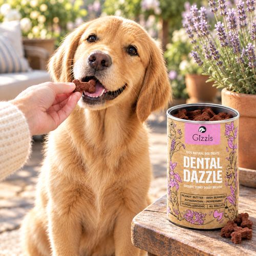 Yellow Labrador puppy taking a bone-shaped treat from an open tub of Dental Dazzle Dog Treats by Gizzls