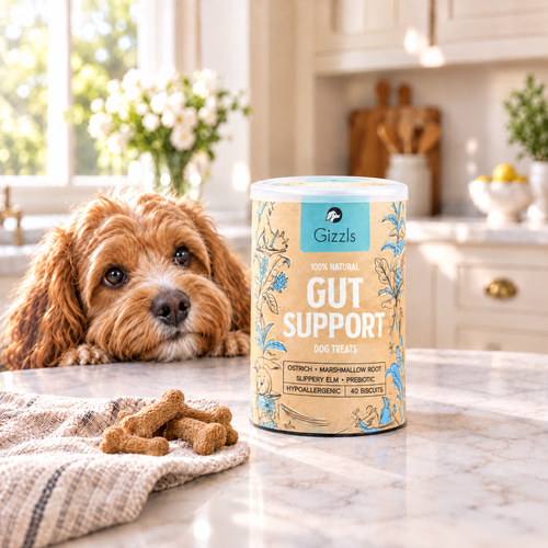 Cavapoo gazing longingly at a tub of Gut Support Dog Treats by Gizzls