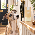 Whippet gazing at a pack of Gizzls Zoomie Bites Peanut Butter & Banana