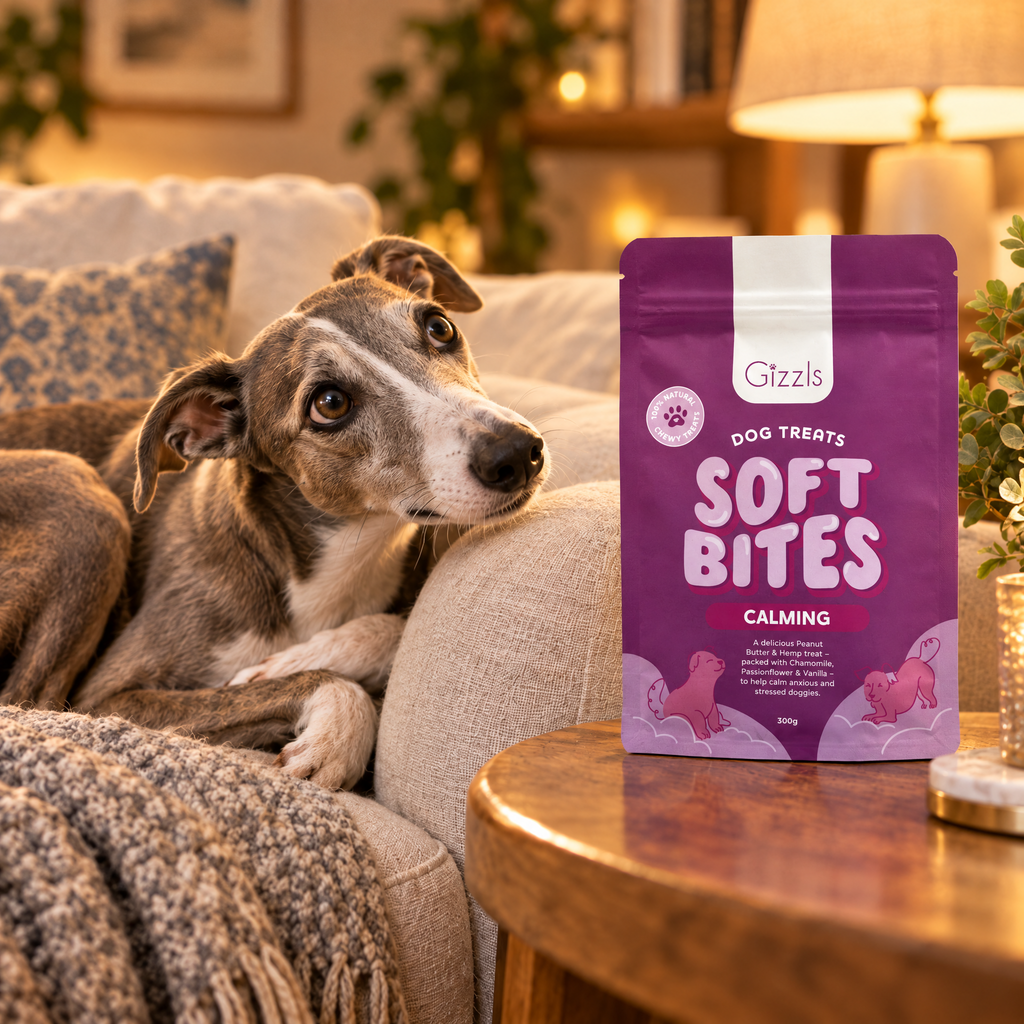 Greyhound gazing at a pack of Gizzls Calming Soft Bites 300g