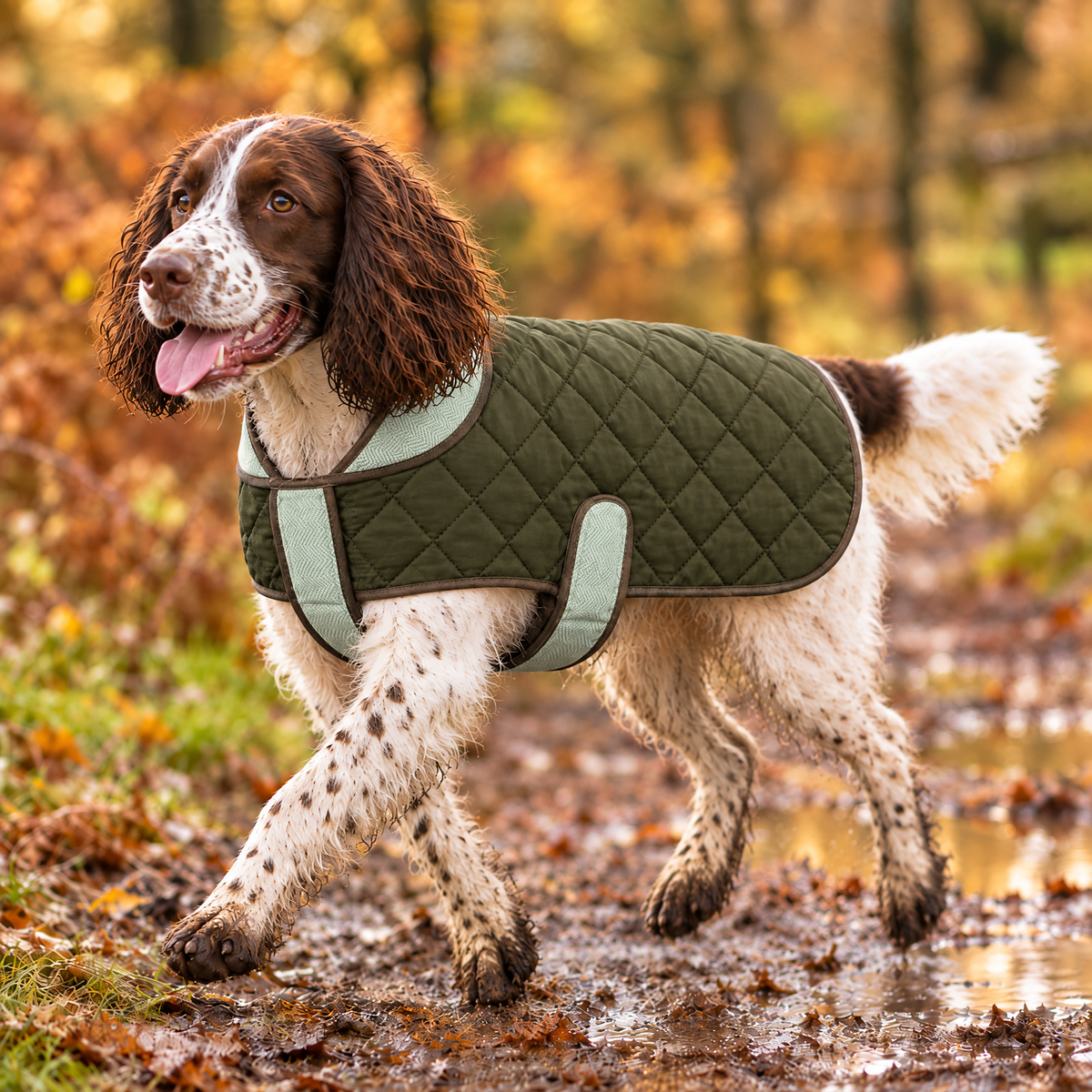 Springer Spaniel in the Khaki Tweed Quilted Coat on an autumn woodland walk