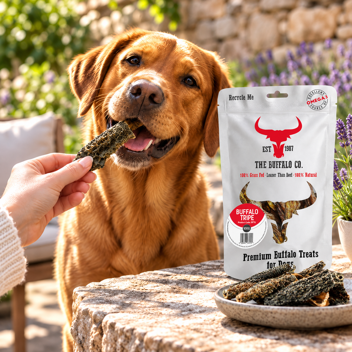 Fox-red Labrador being fed Buffalo Tripe Dog Treats by The Buffalo Co.