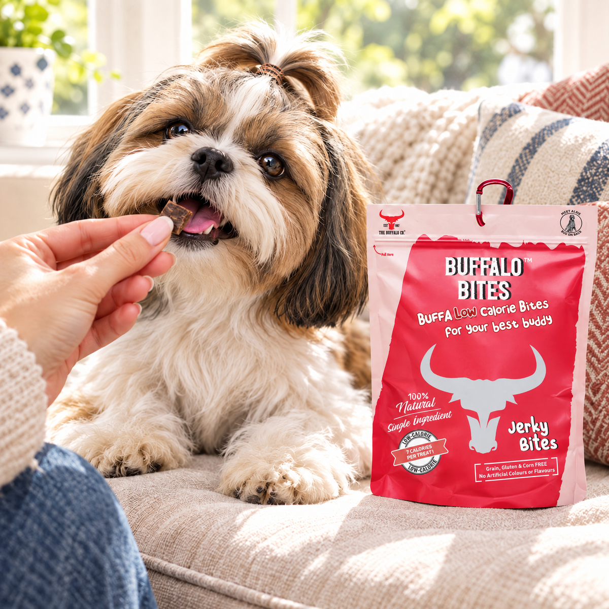 Shih Tzu being fed Buffalo Jerky Bites by The Buffalo Co.