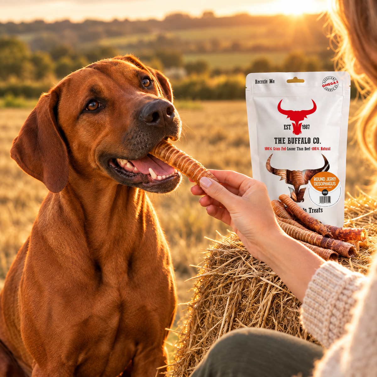 Rhodesian Ridgeback being fed Buffalo Trachea Rounds by The Buffalo Co.