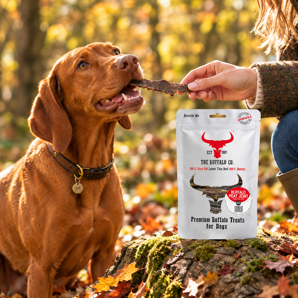 Vizsla being fed Buffalo Meat Jerky by The Buffalo Co.