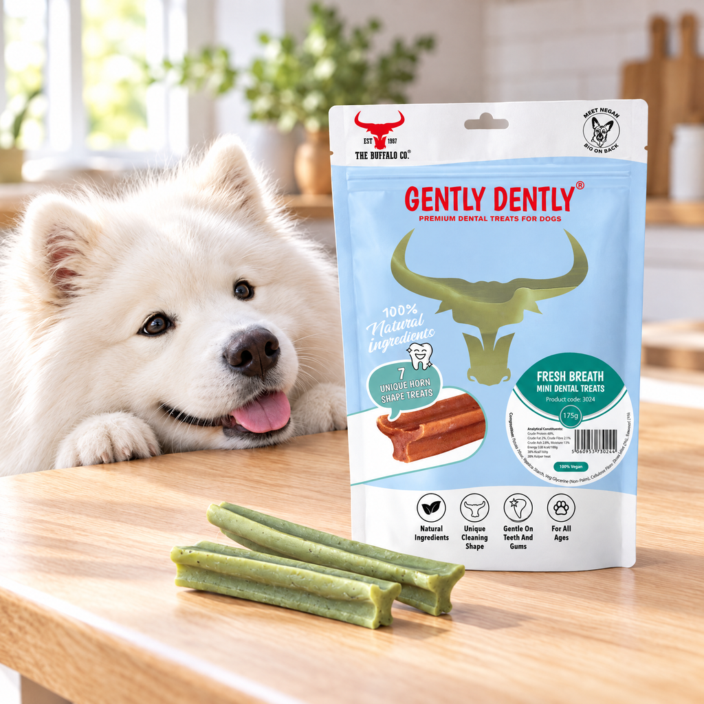 Samoyed gazing at a pack of Gently Dently Fresh Breath Mint Dental Chews by The Buffalo Co.