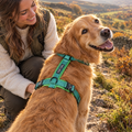Golden Retriever in the Meadow Green Contour Freedom harness by Fido's Trails in the Peak District