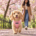 Puppy walking in the Pink puppy step-in harness by PupClub Couture