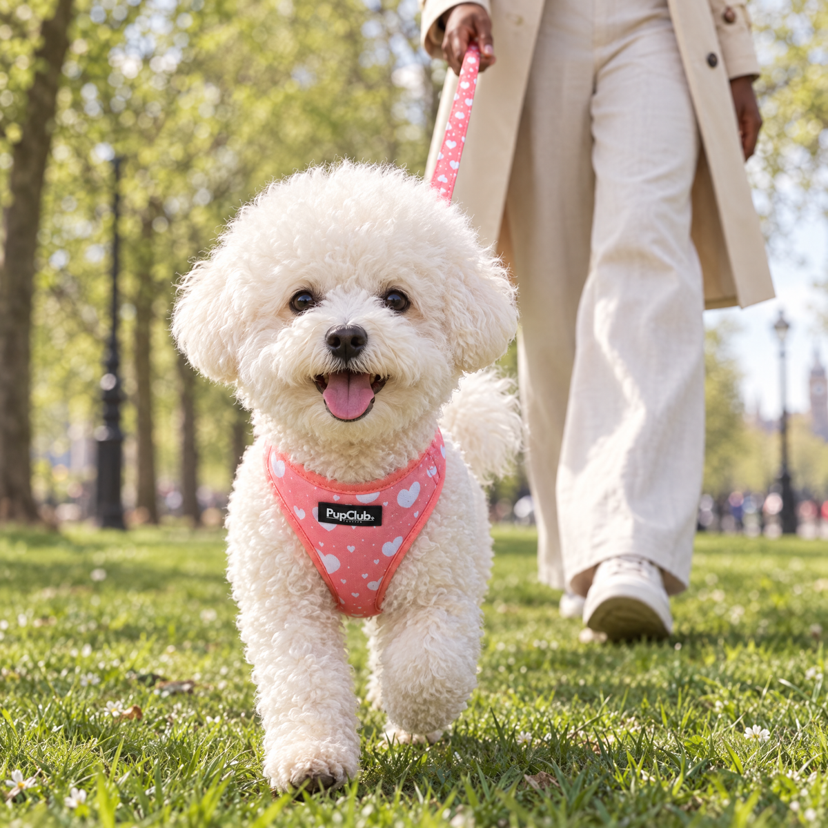Bichon Frise trotting towards the camera in the Peachy Hearts adjustable harness and matching lead by PupClub Couture